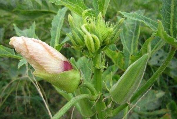 秋葵一般到结果要多久,秋葵结果期几个月