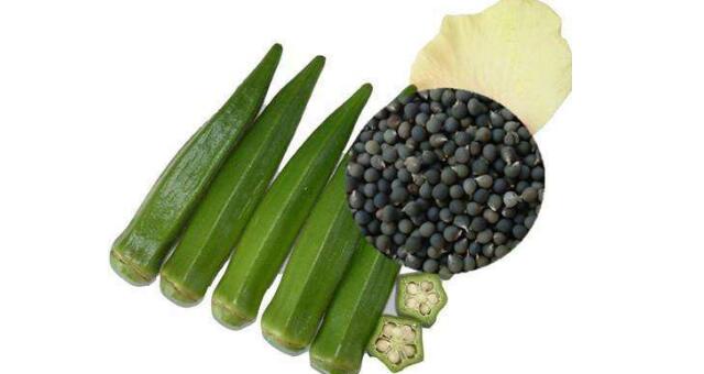 秋葵种子能吃吗,秋葵种子什么样子