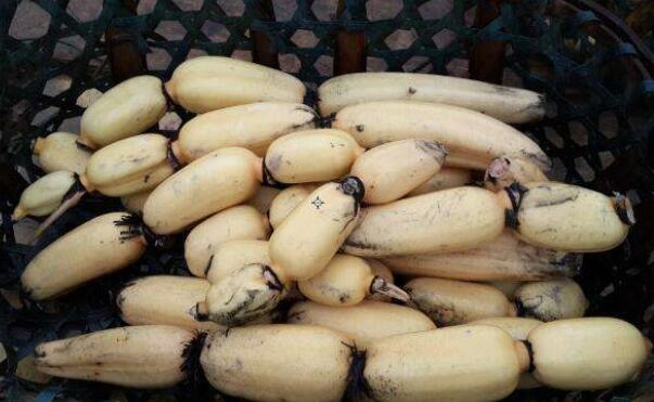 湖北莲藕产地在哪里,湖北最大的莲藕产地