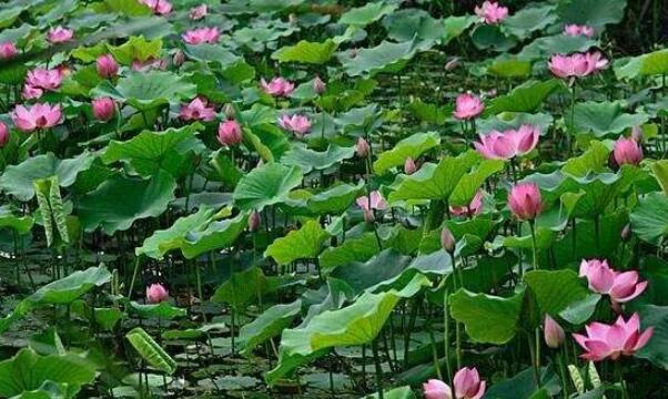 湖北莲藕产地在哪里,湖北最大的莲藕产地