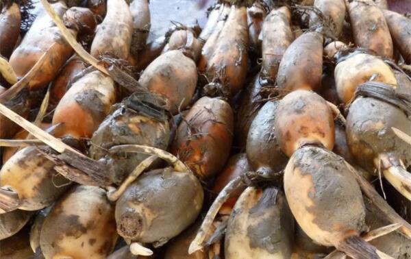 南沙莲藕那里买好,南沙莲藕基地在哪里