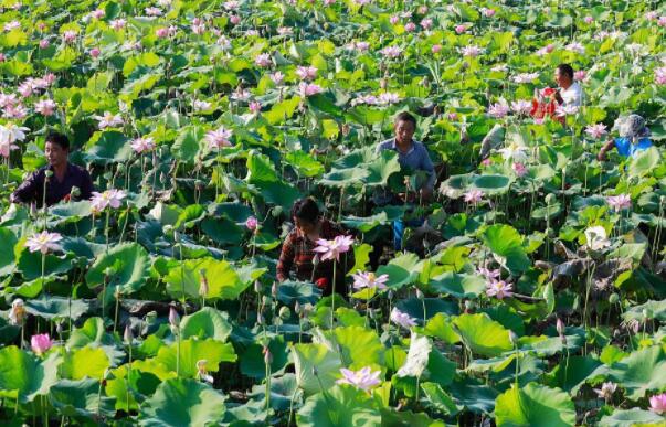 南沙莲藕那里买好,南沙莲藕基地在哪里