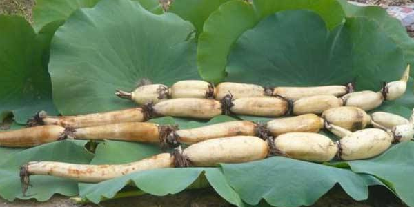 莲藕产地哪个的最好,莲藕在我国的主要产地