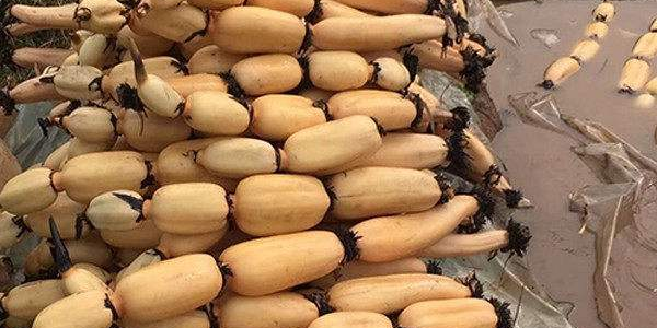 莲藕产地哪个的最好,莲藕在我国的主要产地