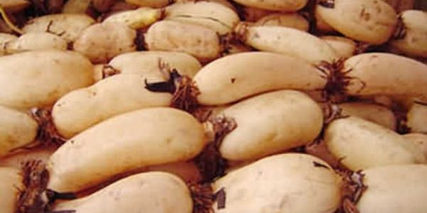 广东哪里有莲藕产地,广东哪里的莲藕出名