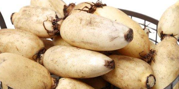 广东哪里有莲藕产地,广东哪里的莲藕出名