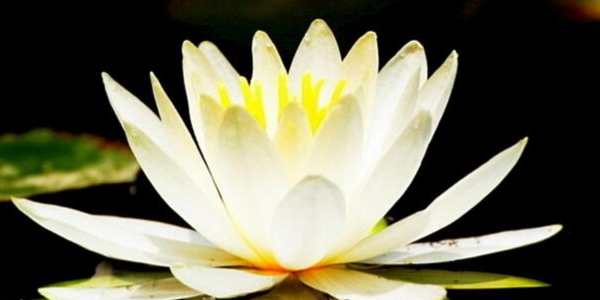 睡莲和荷花哪一个长藕,睡莲的藕能吃吗