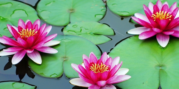 睡莲和荷花哪一个长藕,睡莲的藕能吃吗