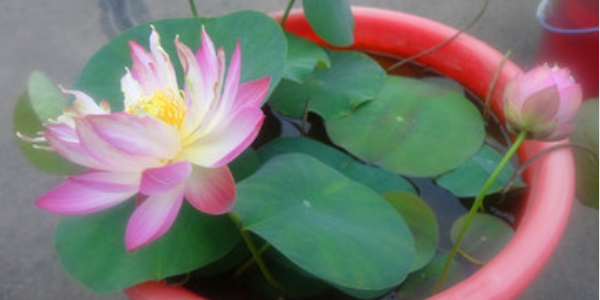 莲藕是种植种子还是藕,莲藕种子怎么种植方法