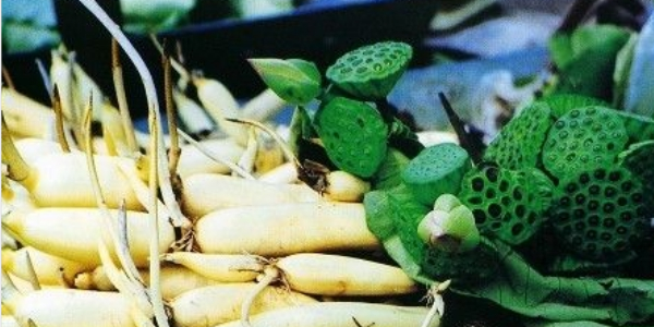 莲藕是种植种子还是藕,莲藕种子怎么种植方法