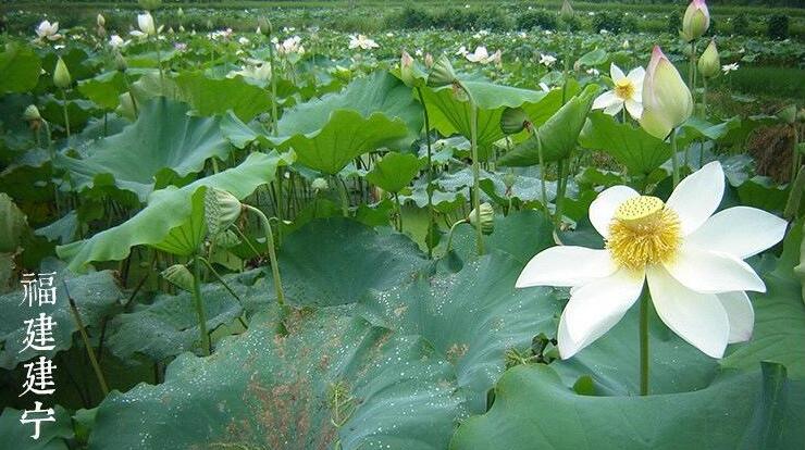 产莲子的藕是什么品种,专产莲子的品种有哪些