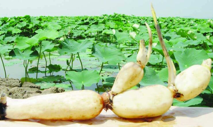 产莲子的藕是什么品种,专产莲子的品种有哪些