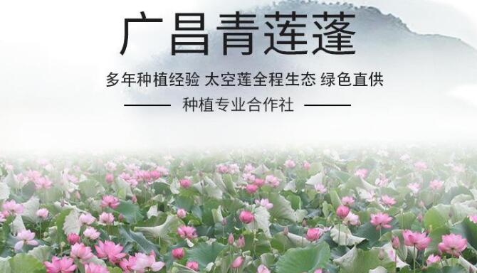 产莲子的藕是什么品种,专产莲子的品种有哪些