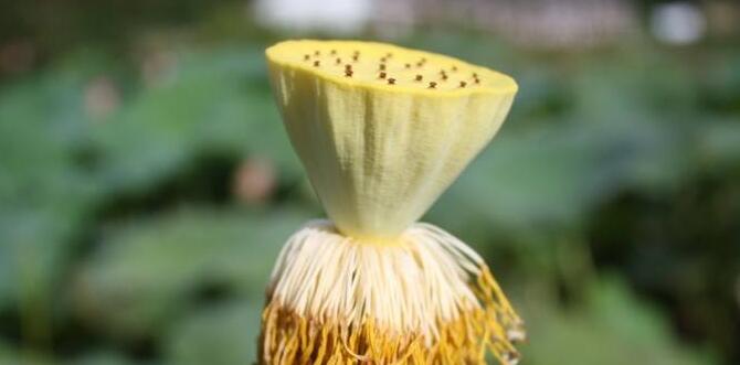 产莲子的藕是什么品种,专产莲子的品种有哪些