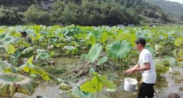 种莲藕可以用什么肥料,莲藕用什么肥料产量高