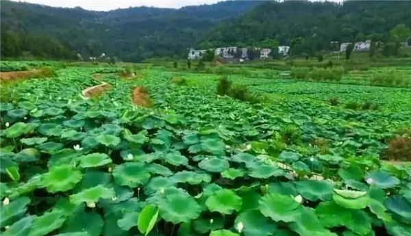 浅水莲藕哪种品种好,浅水莲藕什么品种最好