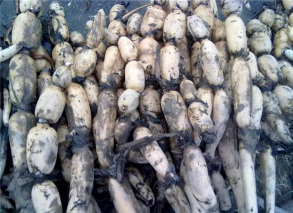 浅水莲藕哪种品种好,浅水莲藕什么品种最好