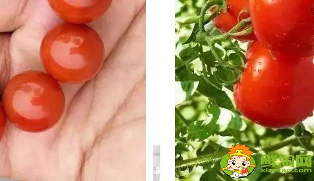 黄柿子和红柿子有什么区别,南红柿子黄与柿子红的区别