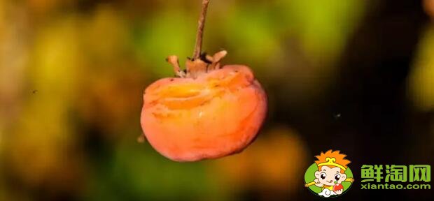 黄柿子和红柿子有什么区别,南红柿子黄与柿子红的区别