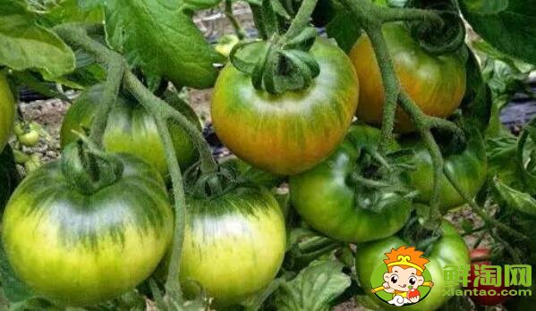 铁柿子是转基因食品吗,铁皮柿子为什么那么贵