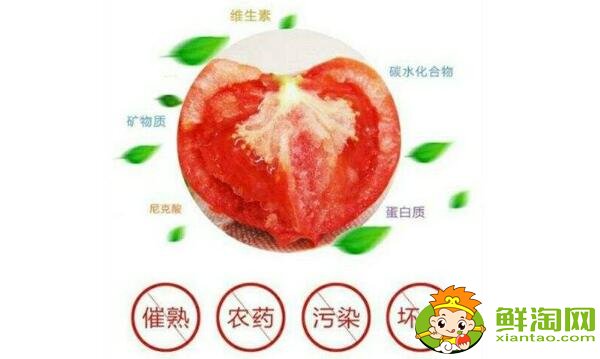 铁皮柿子和西红柿有什么区别,铁皮柿子没熟为什么也好吃