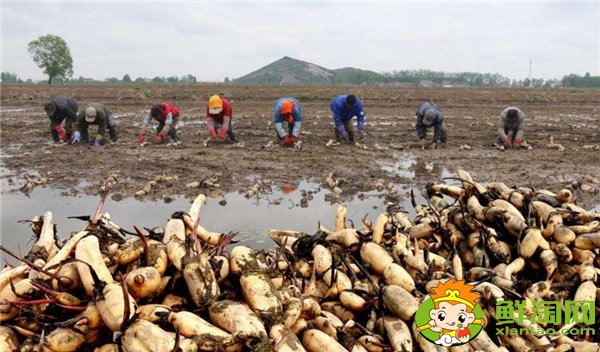 又高产又粉的莲藕品种，高产莲藕具体施肥时间