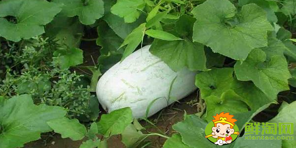 冬瓜什么季节吃,冬瓜什么时候采摘最好