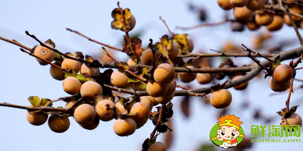 果子很小的柿子是什么品种,最小的柿子叫什么