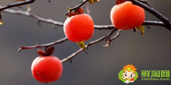 辽宁柿子产地在什么地方,辽宁水果小柿子产地