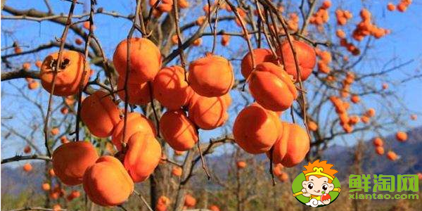 辽宁柿子产地在什么地方,辽宁水果小柿子产地