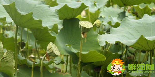 专吃莲蓬的是什么品种,新鲜的莲子怎么吃最好