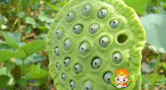 莲蓬怎么吃不苦,莲蓬怎么吃有什么功效