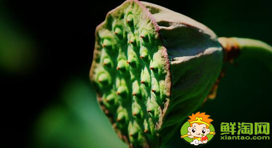 莲蓬怎么吃不苦,莲蓬怎么吃有什么功效