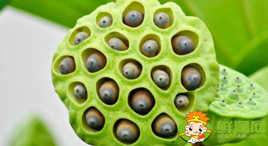 莲蓬怎么吃不苦,莲蓬怎么吃有什么功效