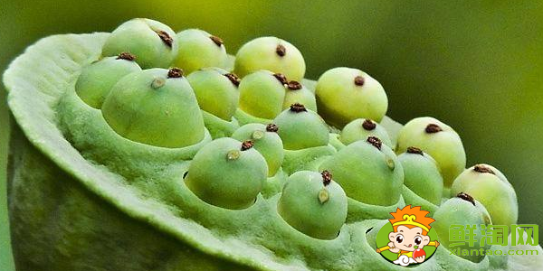 莲蓬长在哪里(最好莲蓬产地),新鲜莲蓬哪里产的好