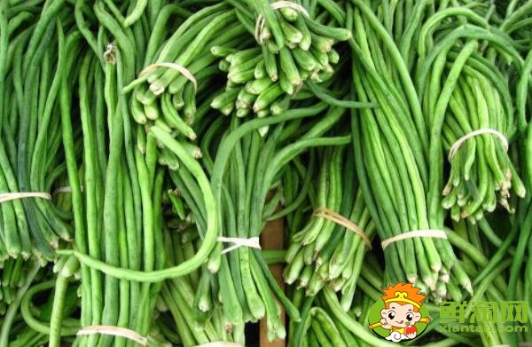 各种豆角图片和名称,适合北方种的各种豆角图片