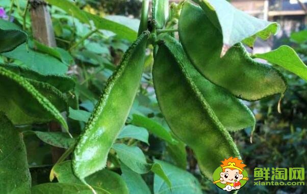 各种豆角图片和名称,适合北方种的各种豆角图片