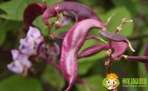 各种豆角图片和名称,适合北方种的各种豆角图片