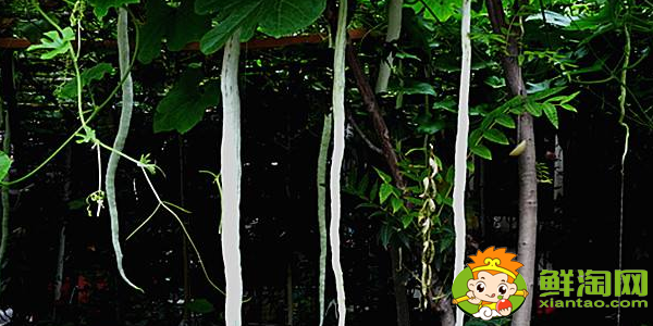 蛇形豆角是什么样子的,蛇形豆角的种法