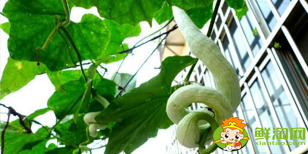 如何判断蛇豆成熟,蛇形豆角的营养价值