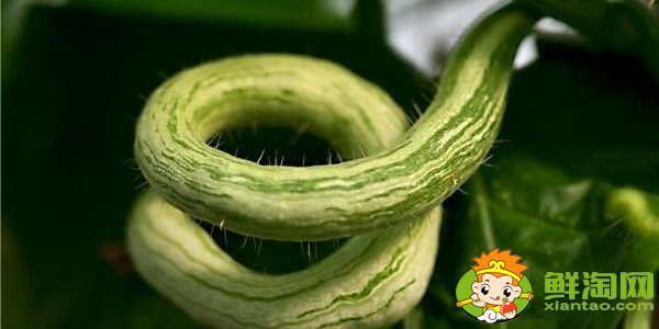 如何判断蛇豆成熟,蛇形豆角的营养价值