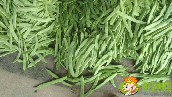 芸豆长什么样,芸豆品种图片大全