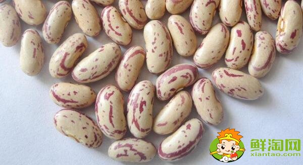 芸豆长什么样,芸豆品种图片大全