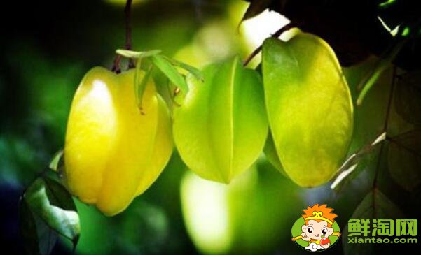 怎么分辨杨桃生熟,生杨桃熟的慢怎么办