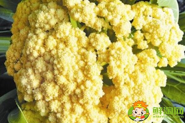 花椰菜就是北方的菜花吗,花椰菜什么品种好