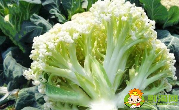 菜花有几种图片和名字,菜花的生长期是多少天