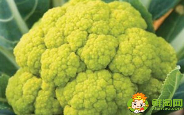 菜花有几种图片和名字,菜花的生长期是多少天