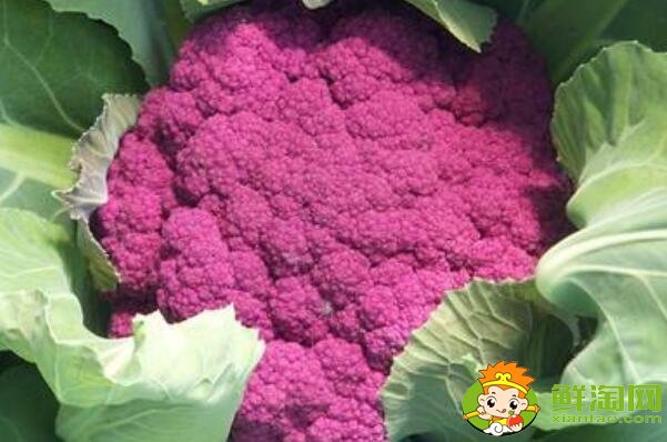 菜花有几种图片和名字,菜花的生长期是多少天