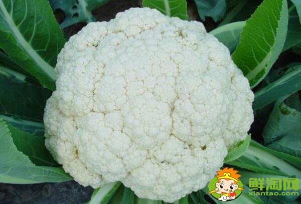 菜花有几种图片和名字,菜花的生长期是多少天