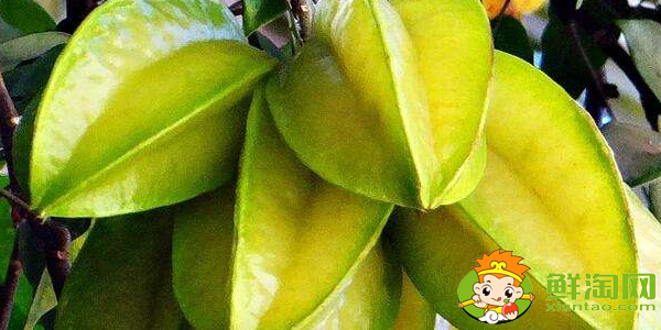 杨桃可以直接吃吗,杨桃哪里不能吃